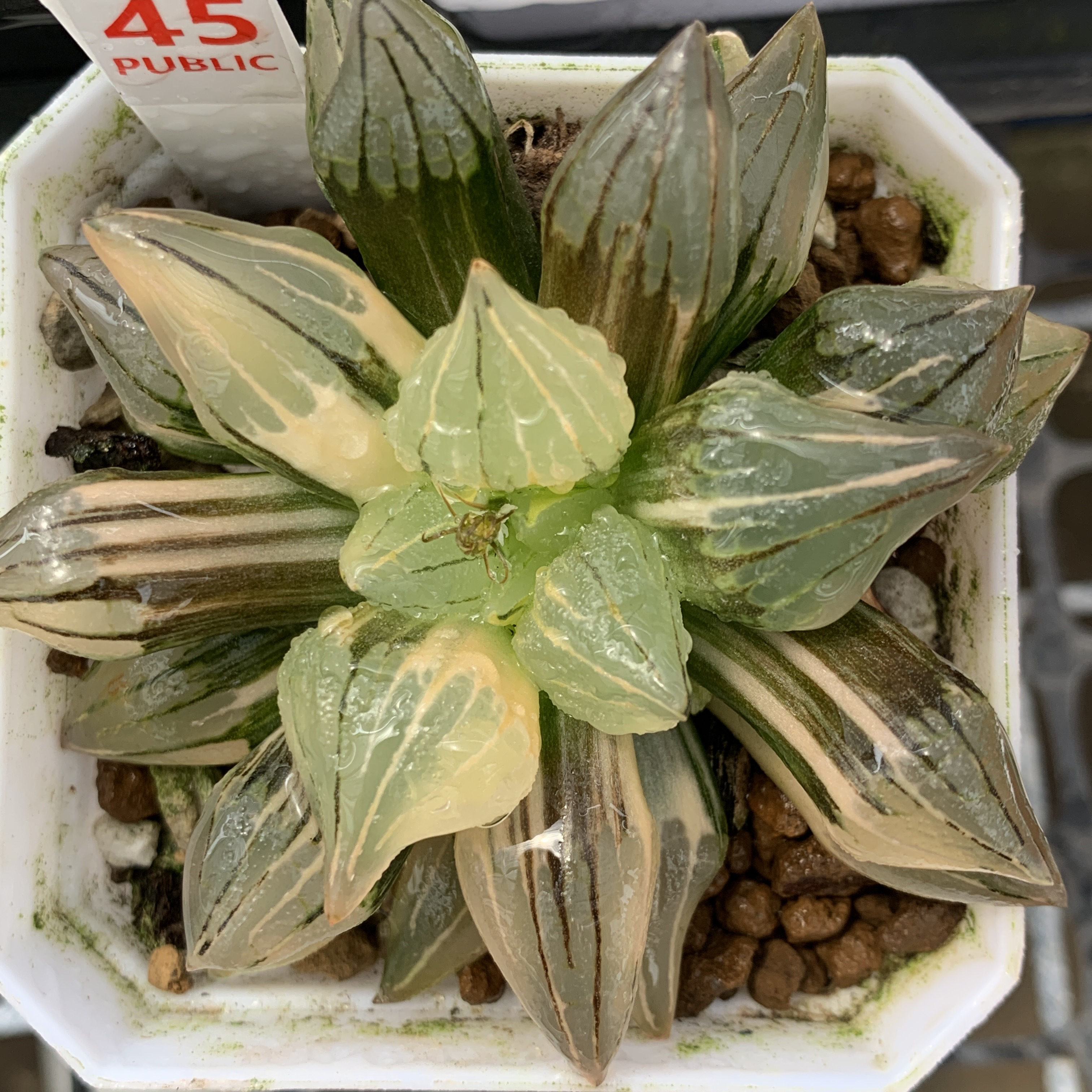 45极上斑西瓜寿锦一物一拍带盘发货