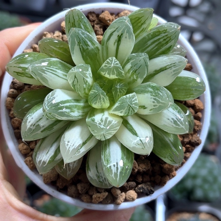 苏州玉露锦多肉植物