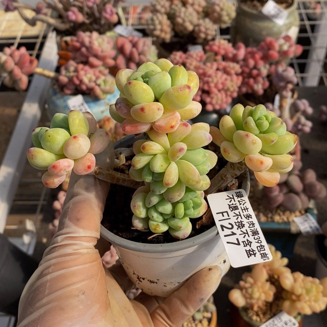 樱花罗琦217/8c m