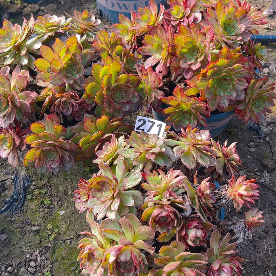 法师三盆13-45包邮法师