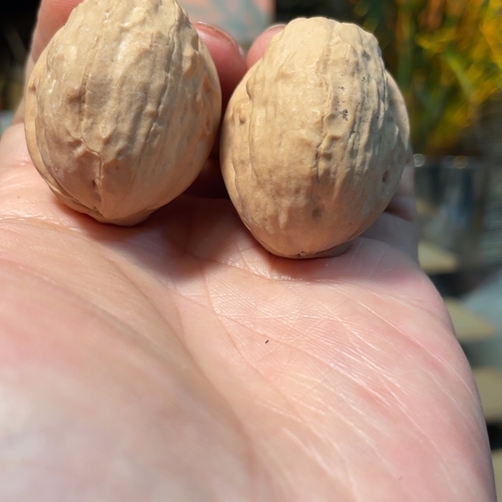 把件文玩核桃编号39