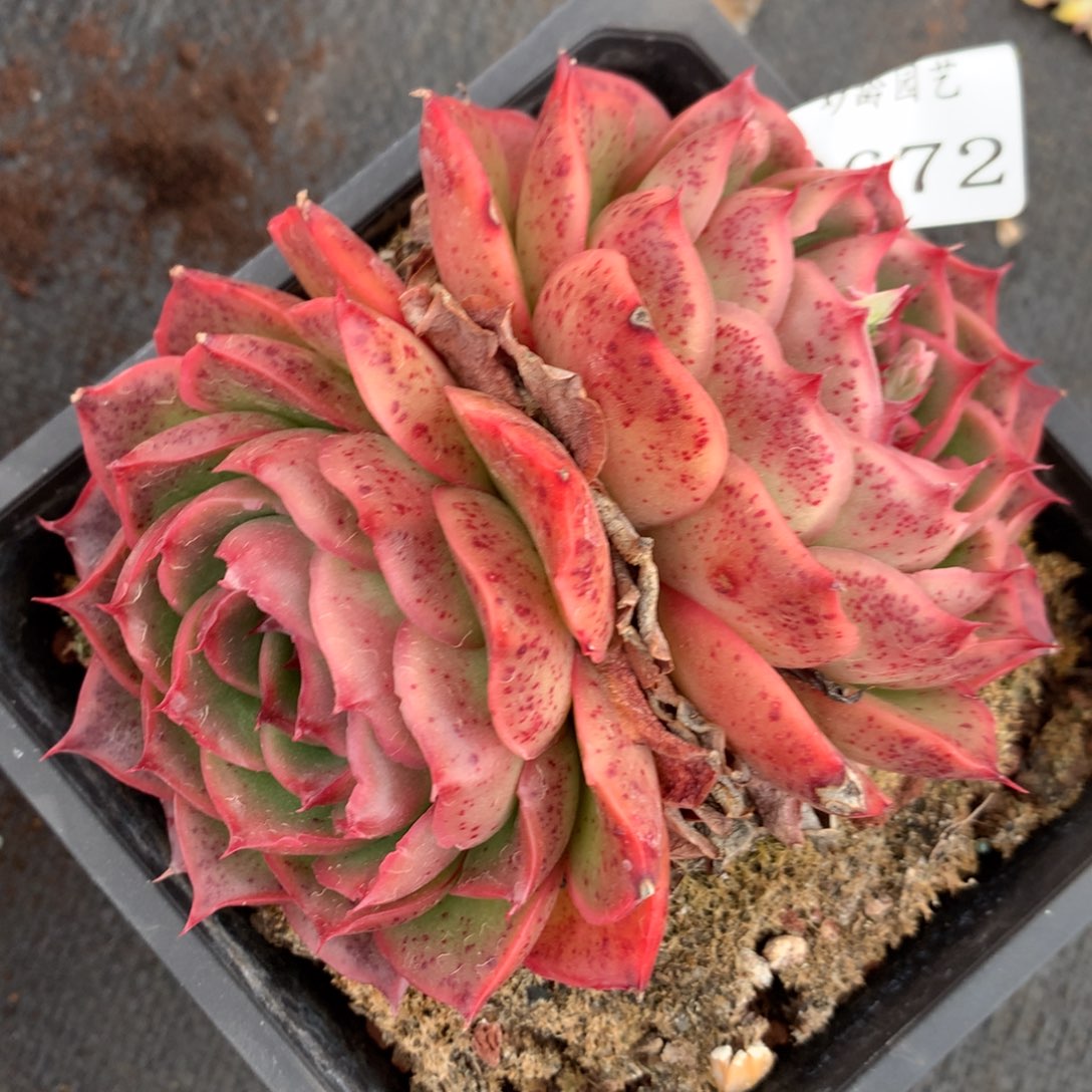 3672杂交多肉植物