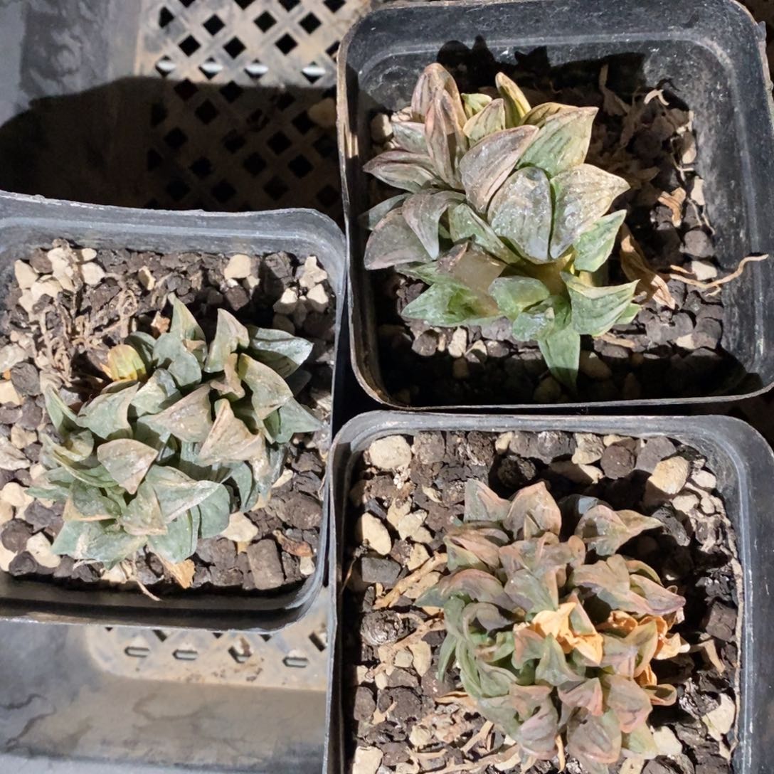 2621 一颗西瓜寿群 元旦福利