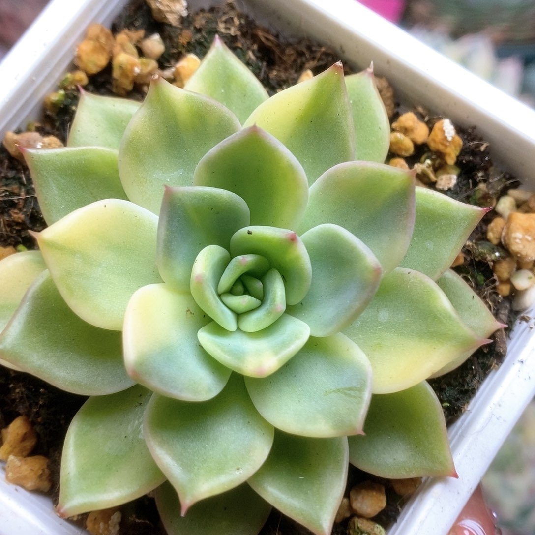 080红色斯特拉锦锦锦锦