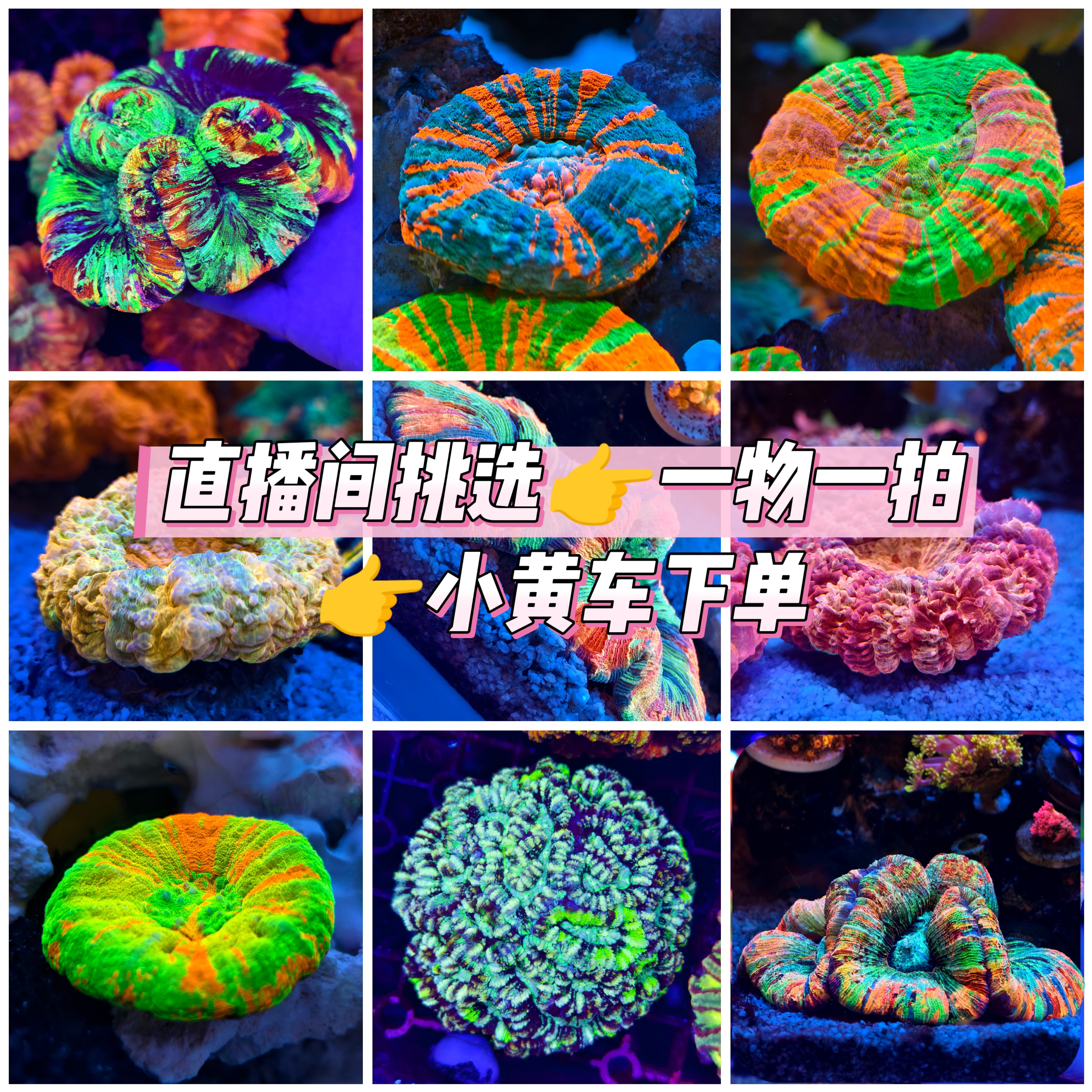 暄海甄选海缸活体珊瑚一物一拍