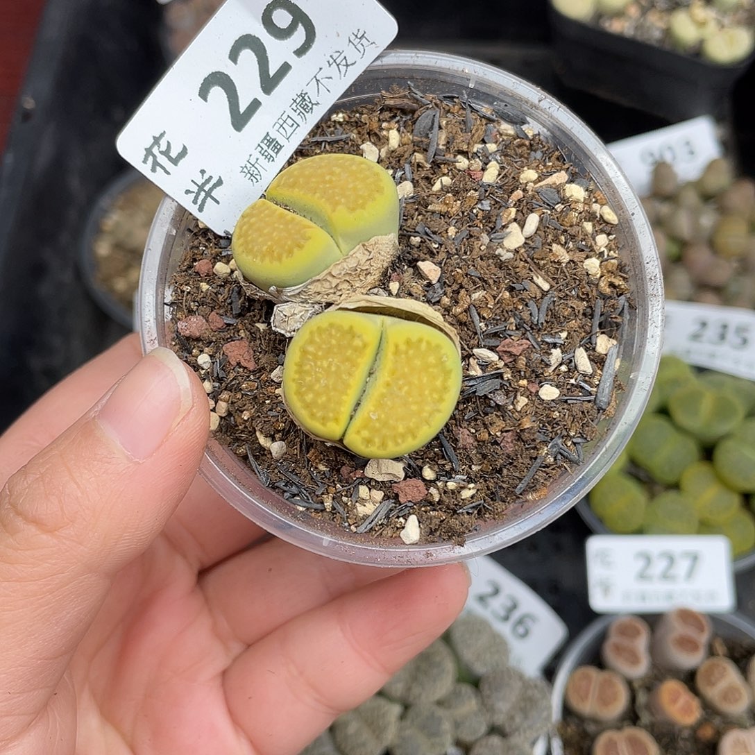 22900000花花花花花花花花