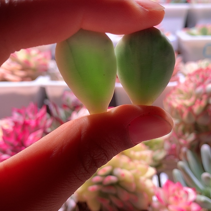 马卡龙奶酪锦叶片