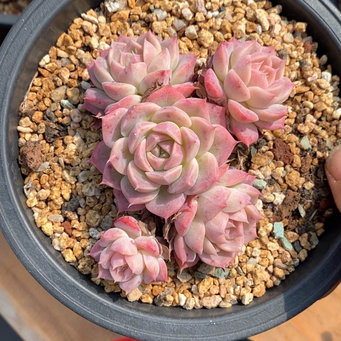 精品多肉一物一拍不包整738