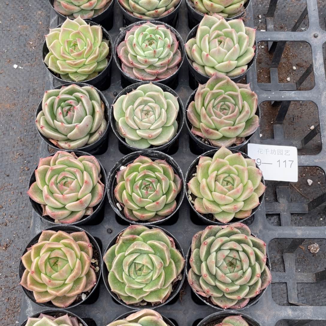 一物一拍18颗9-117