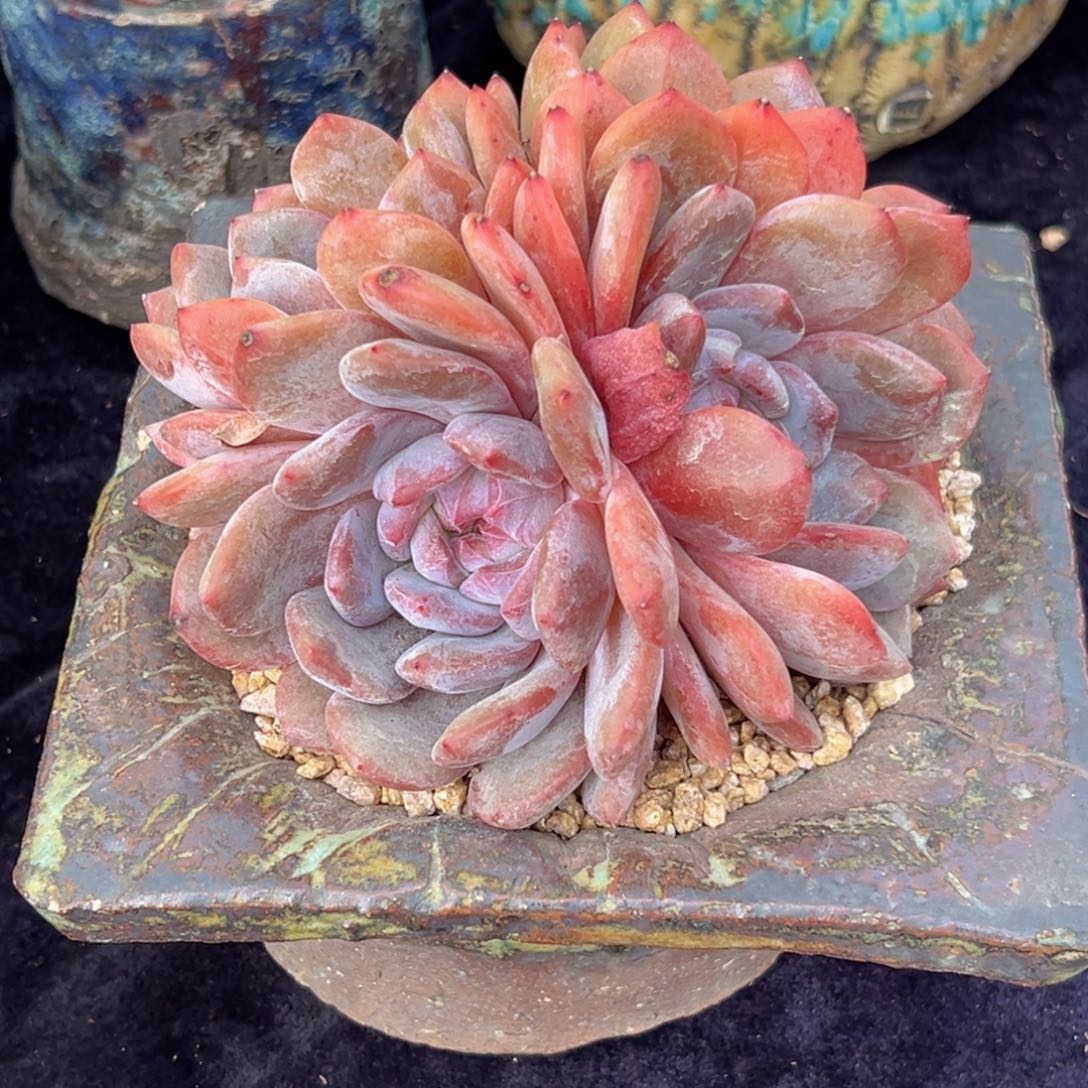 新年快乐 新年快乐