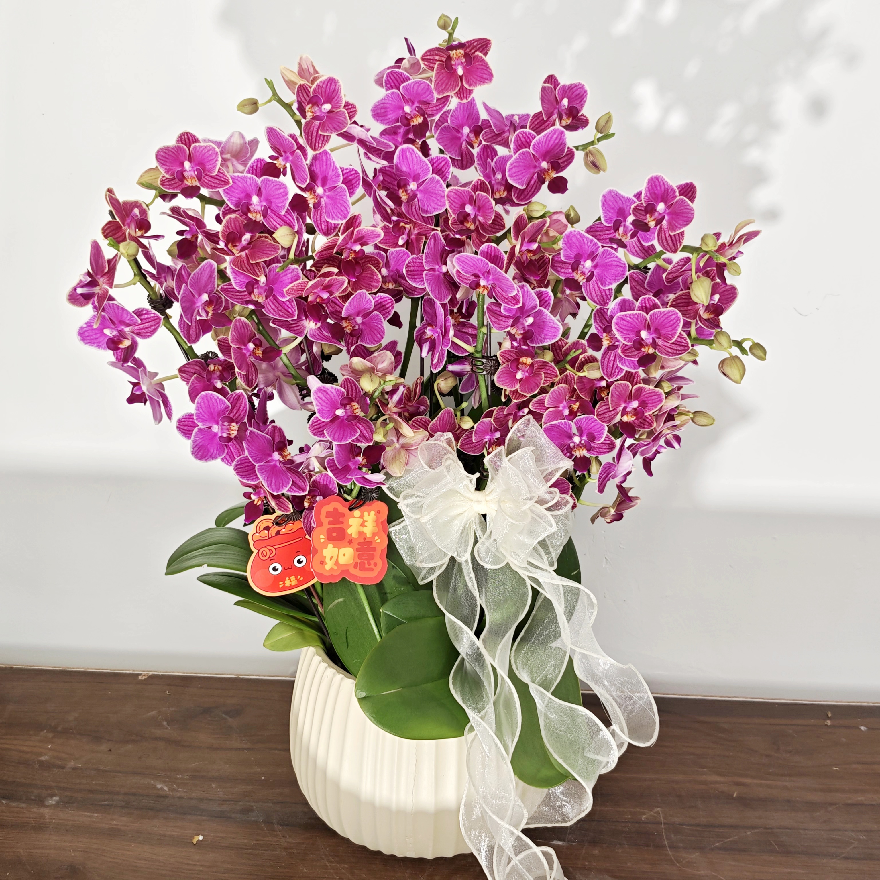 【金边玲珑】经典年宵蝴蝶兰紫红色系  婚礼乔迁送礼  室内盆栽花卉
