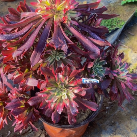 皱叶蕾丝多肉植物144多肉