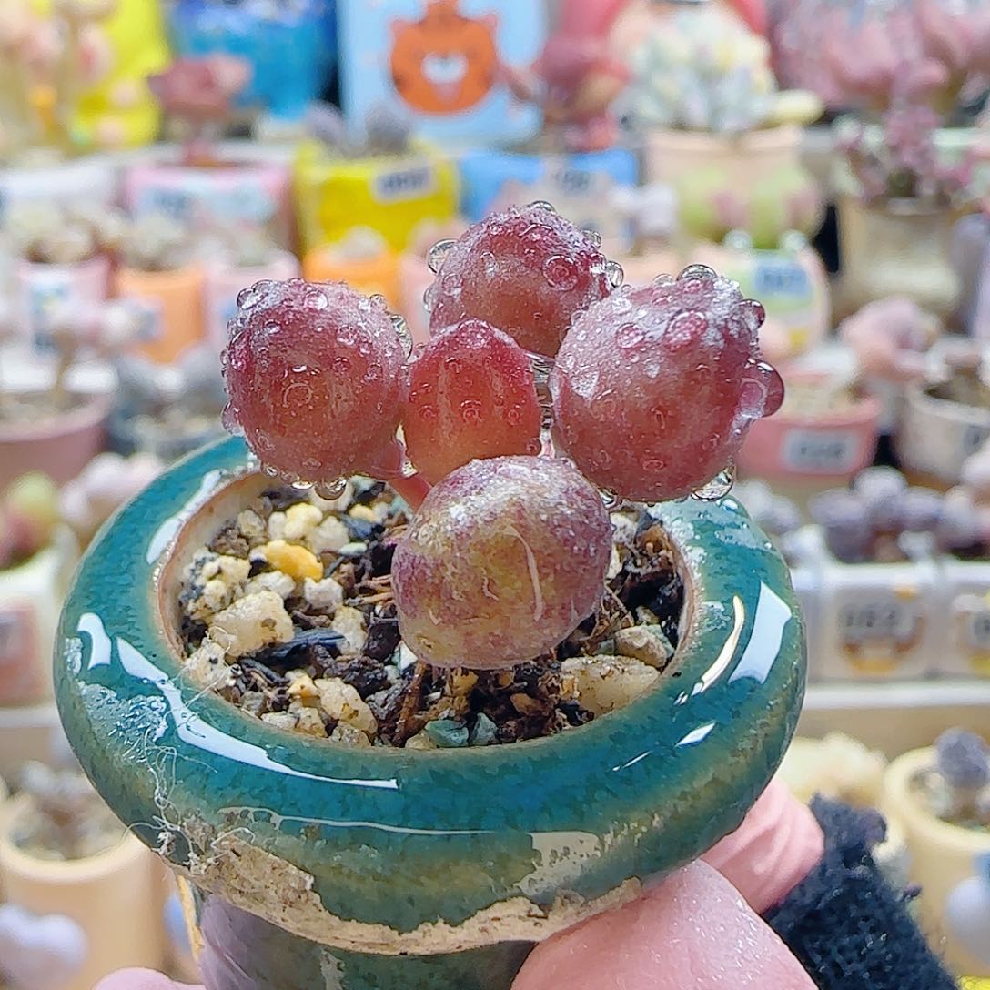 L可爱小鼓槌 盆口2cm
