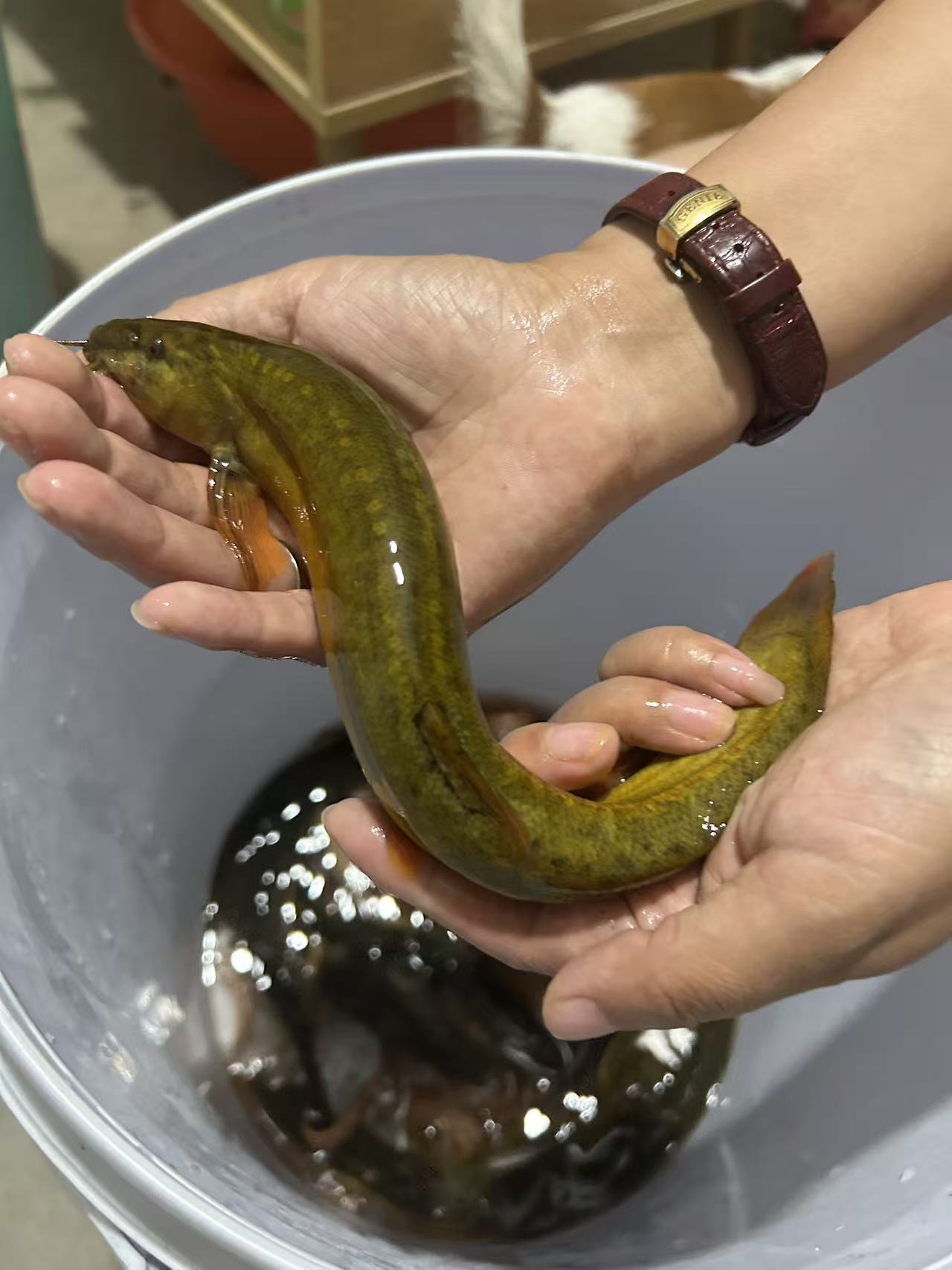 观赏变异大花龙鳅