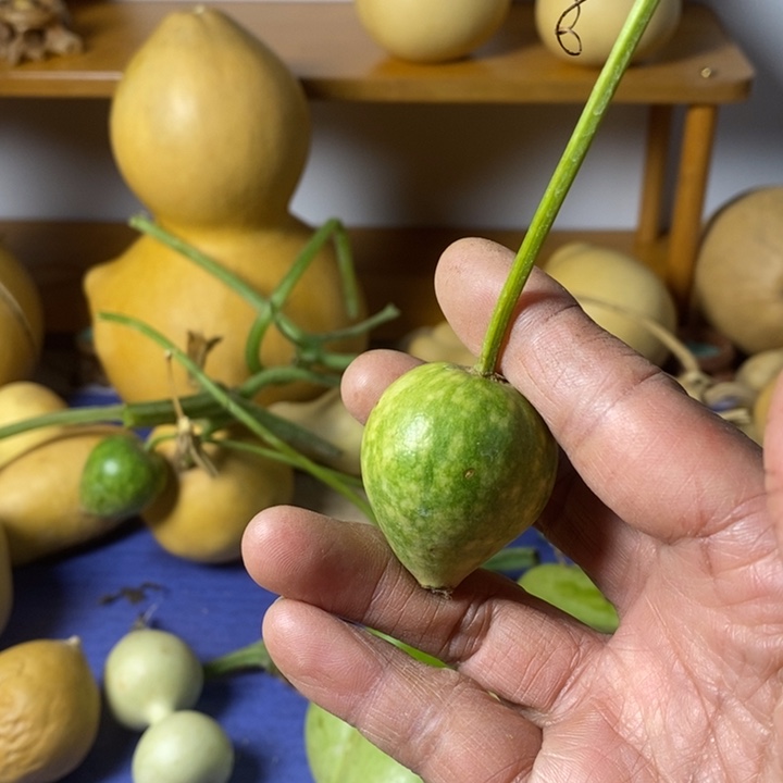 王***爷青皮葫芦手把件摆件