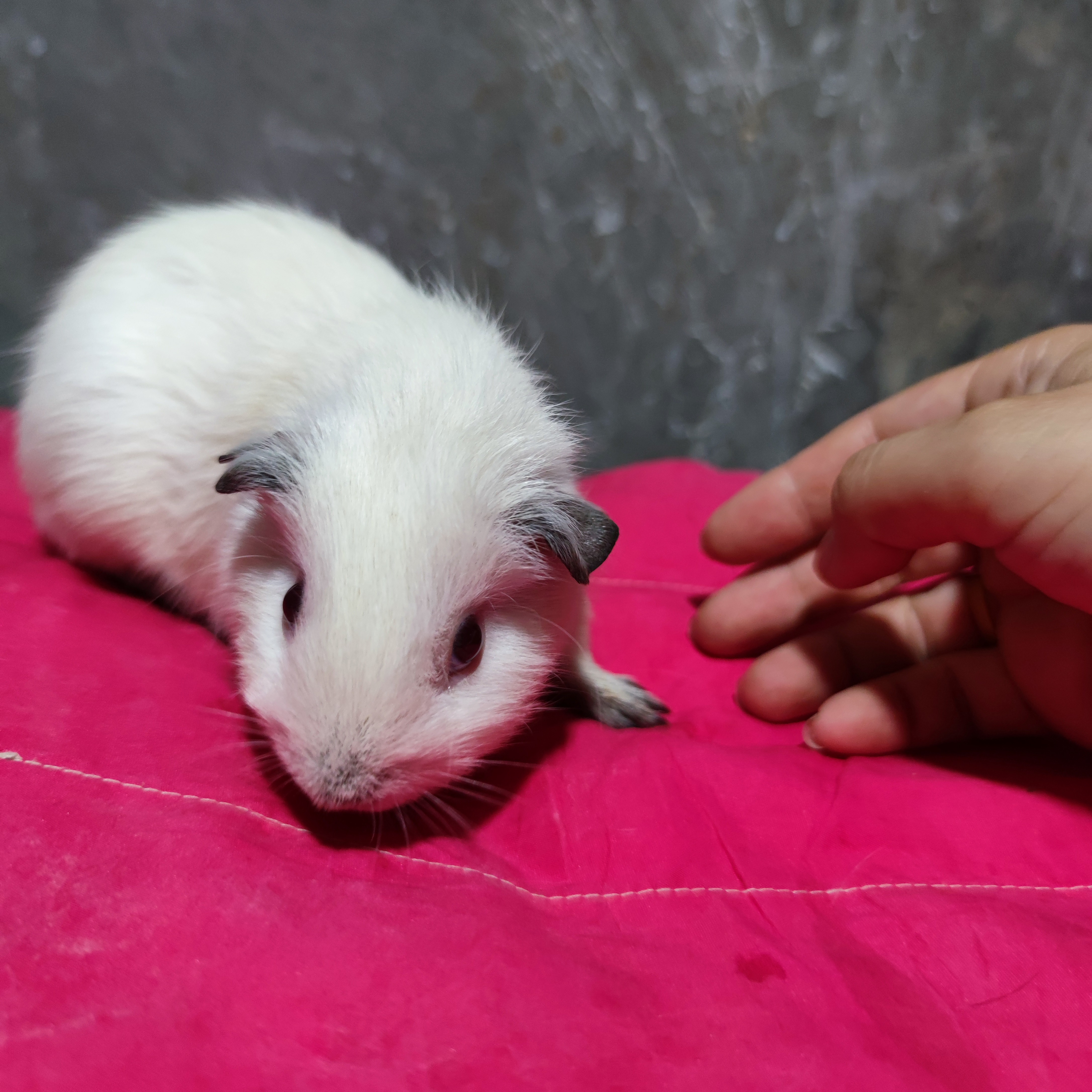 活物豚鼠小宠物适合家庭喂养特价一只