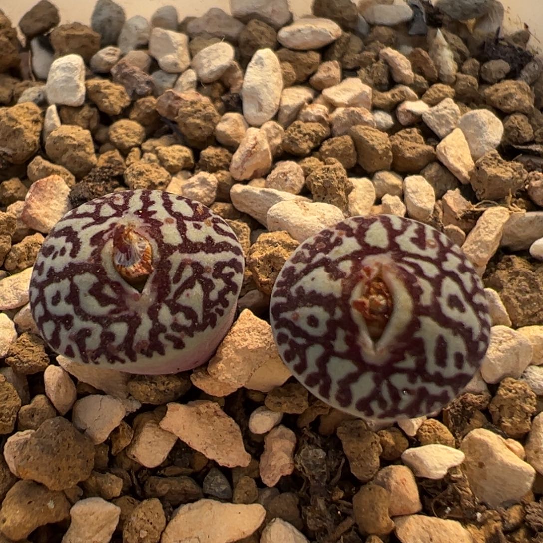 66多肉植物百科植物