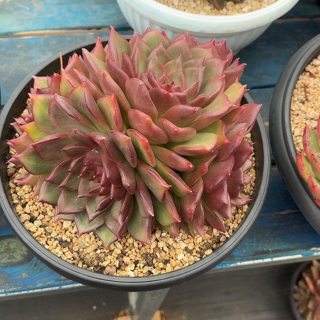 韩版冬云多肉植物