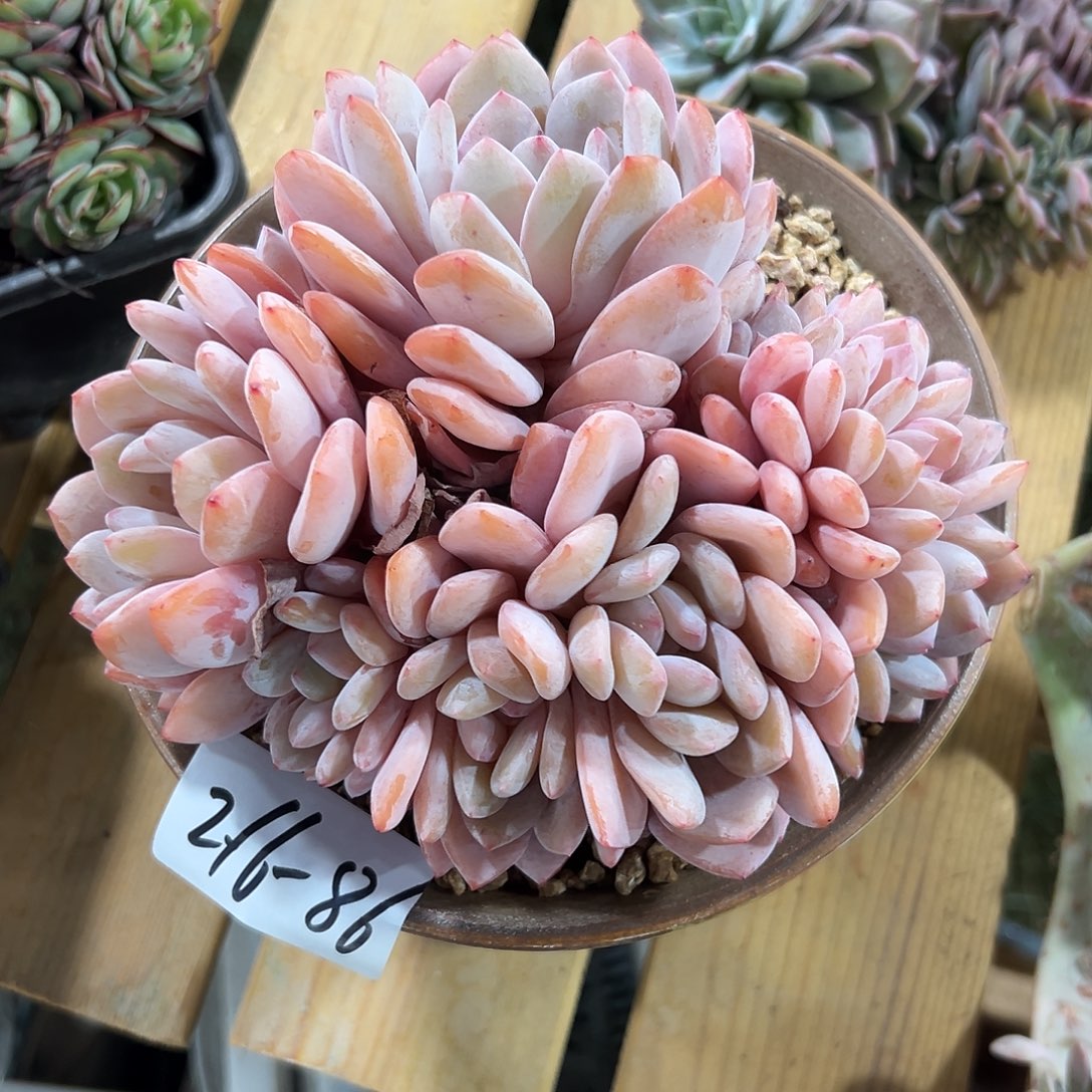 216-86奶盖叠叶多头多肉