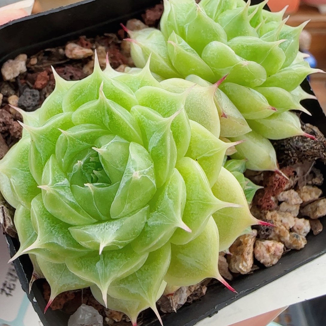 花语逸镜0811-27散