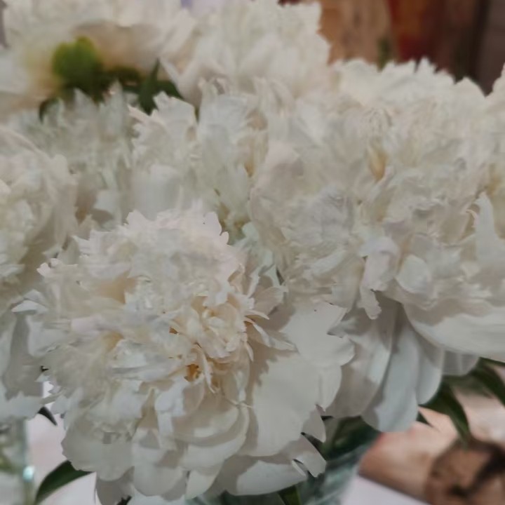 观赏芍药，雪峰，白色
