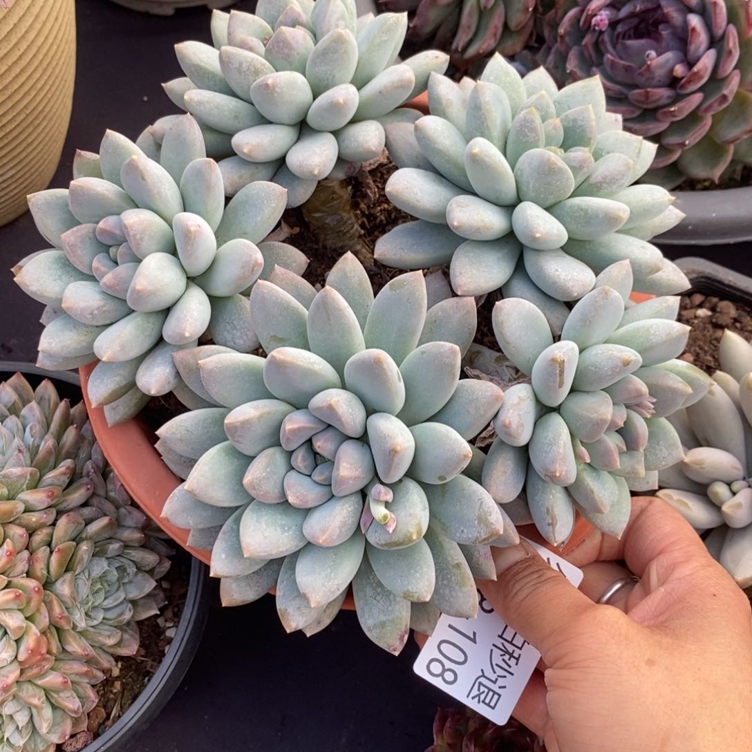 两单包邮1218-108奶糖