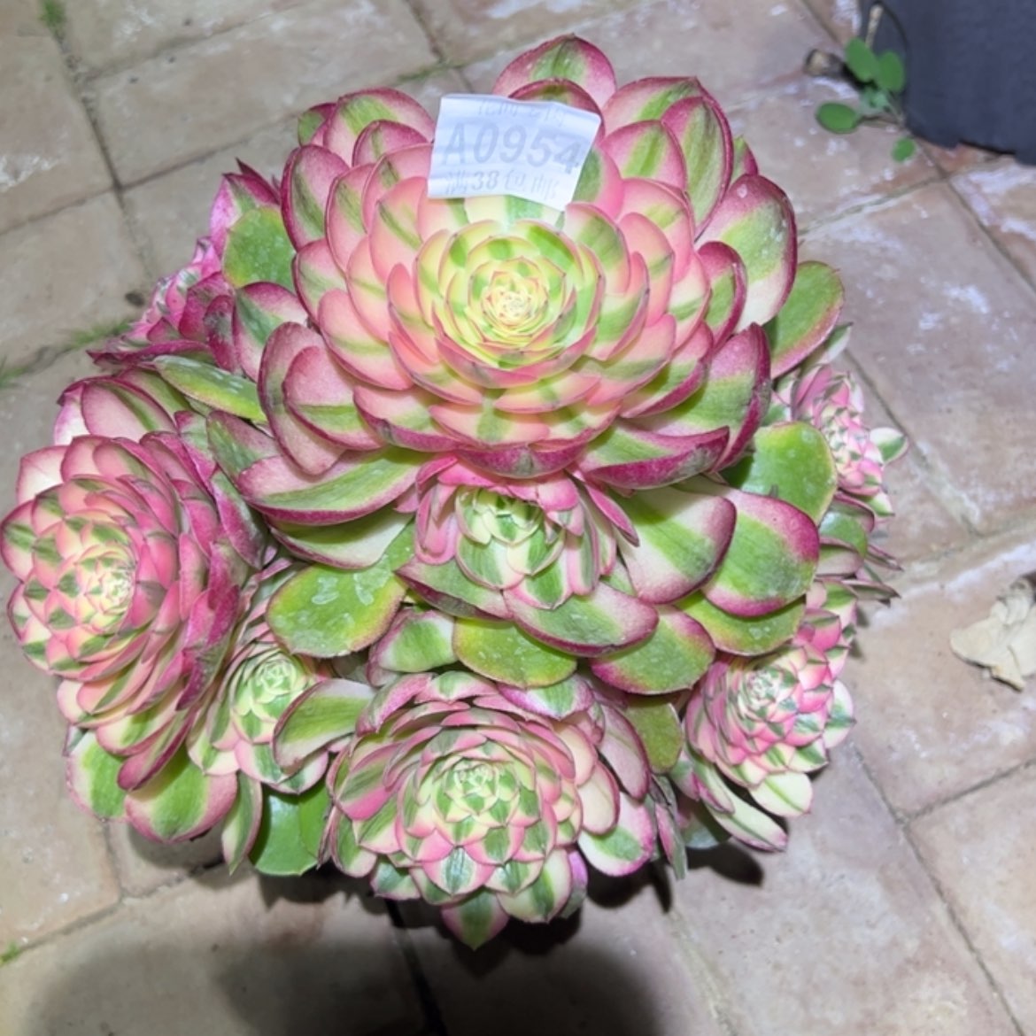 【闪购商品】微***漫954荔枝多肉