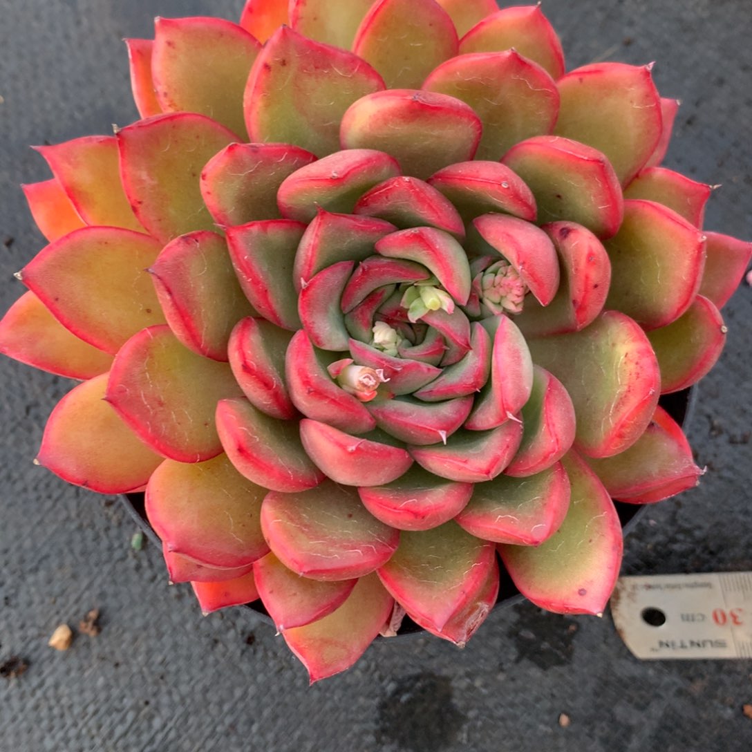 722杂交多肉11厘米