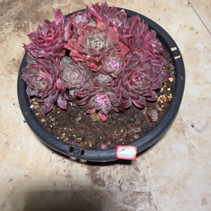 森***＊精品多肉植物老桩新品