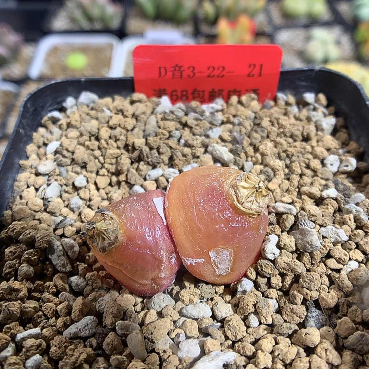 【闪购商品】3-22-21 灯泡一颗 52