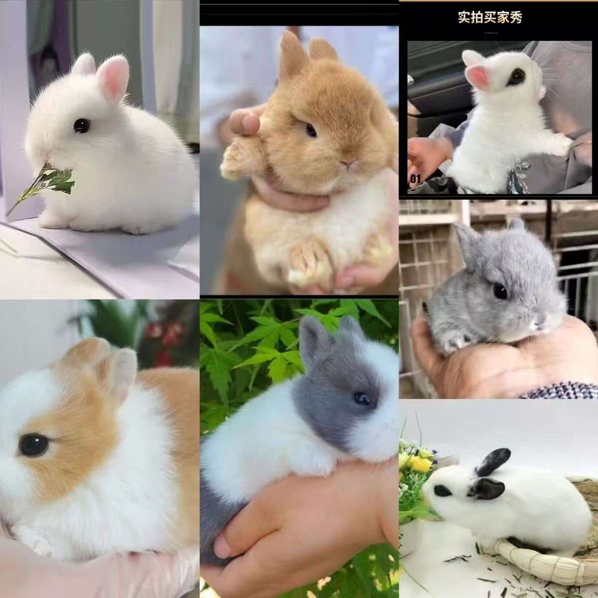 精品宠物兔兔专属链接