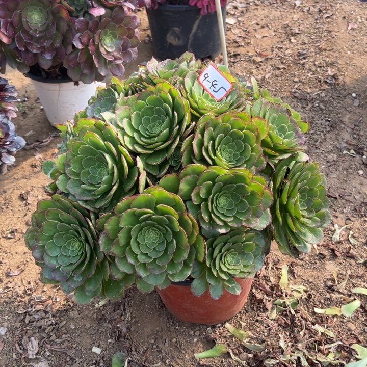 9-45朵朵多肉植物