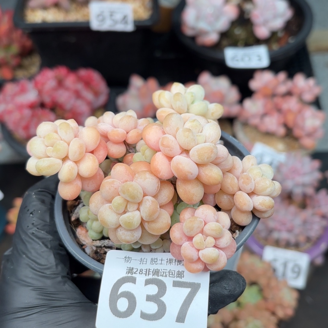 洛可可无盆土发货