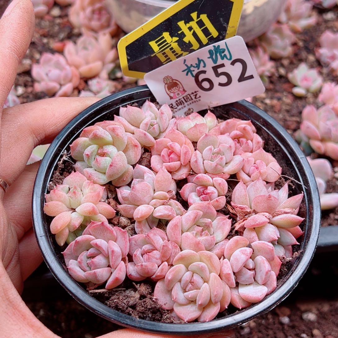 多肉植物多肉植物