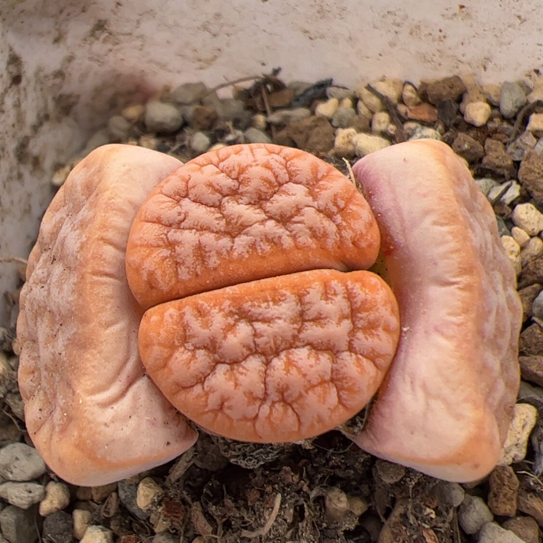 0460号拿铁 多肉植物