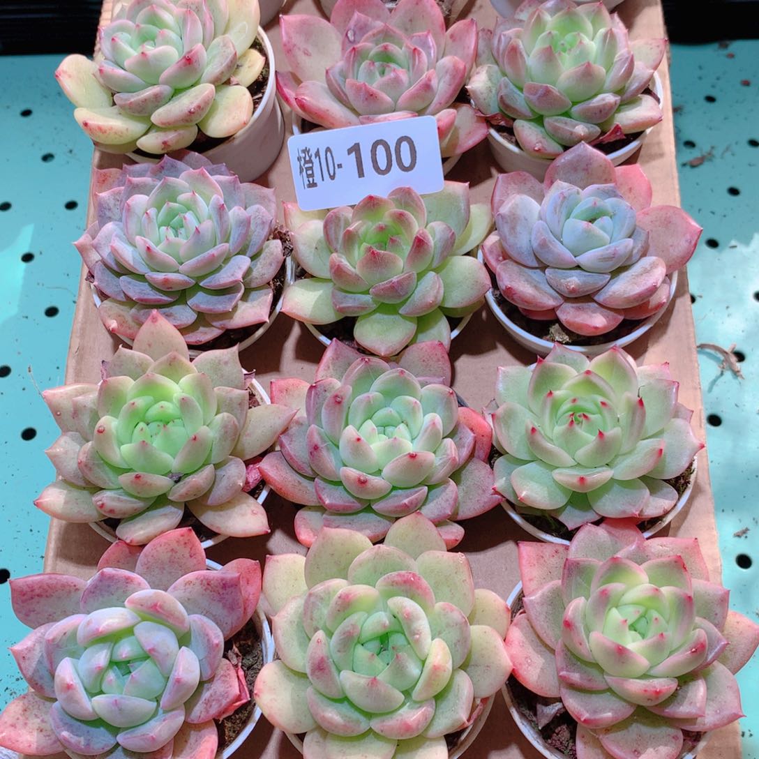 10-100一物一拍多肉带盆18颗