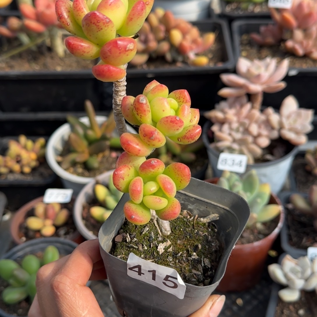 415号一物一拍一物一拍