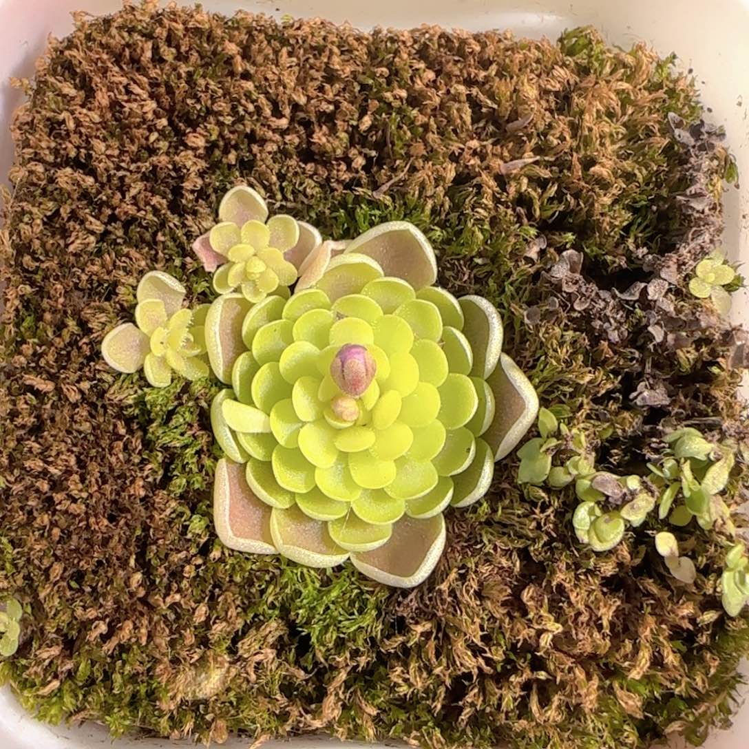 多肉1230-110捕虫堇