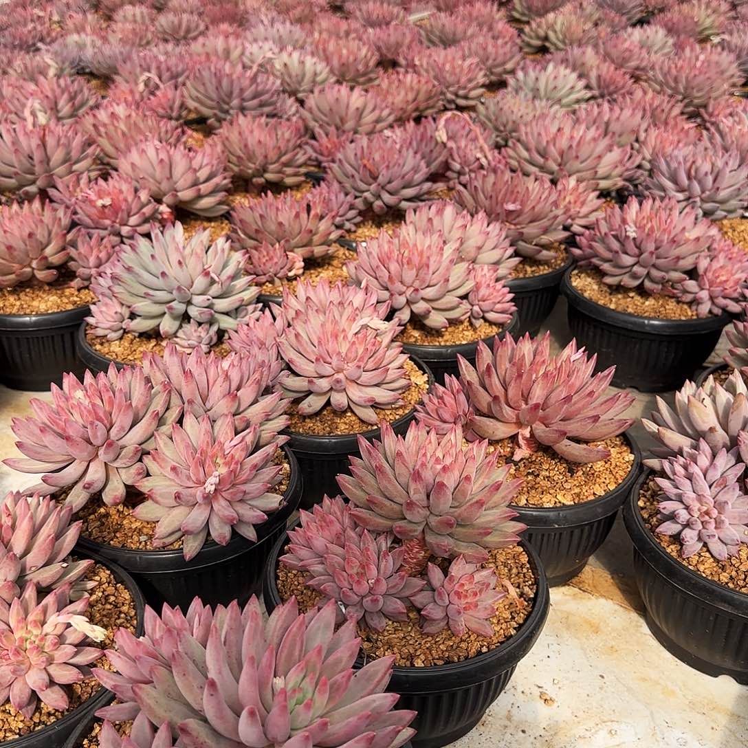 流沙虞美人多肉植物