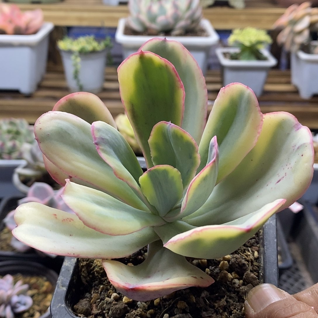 2158 大瑞蝶覆轮锦