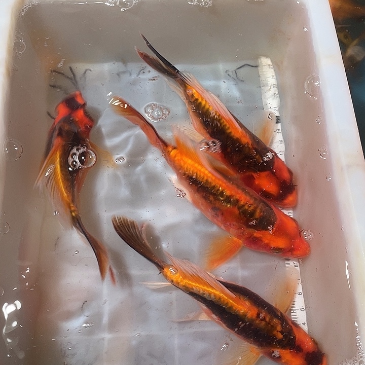 蝴蝶鲤鱼渔场直发54