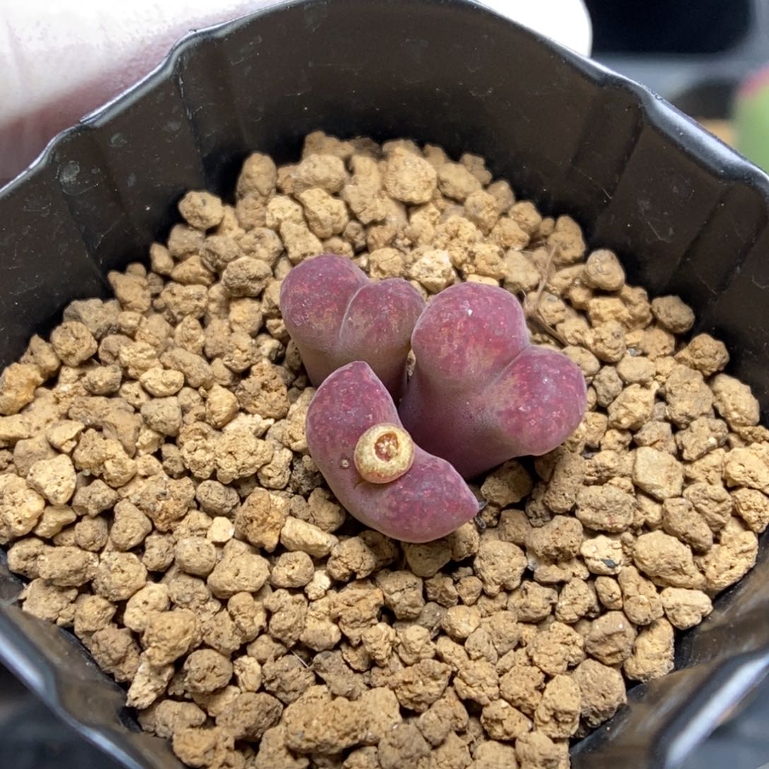 多肉植物肉锥杂交K-857 风铃杂