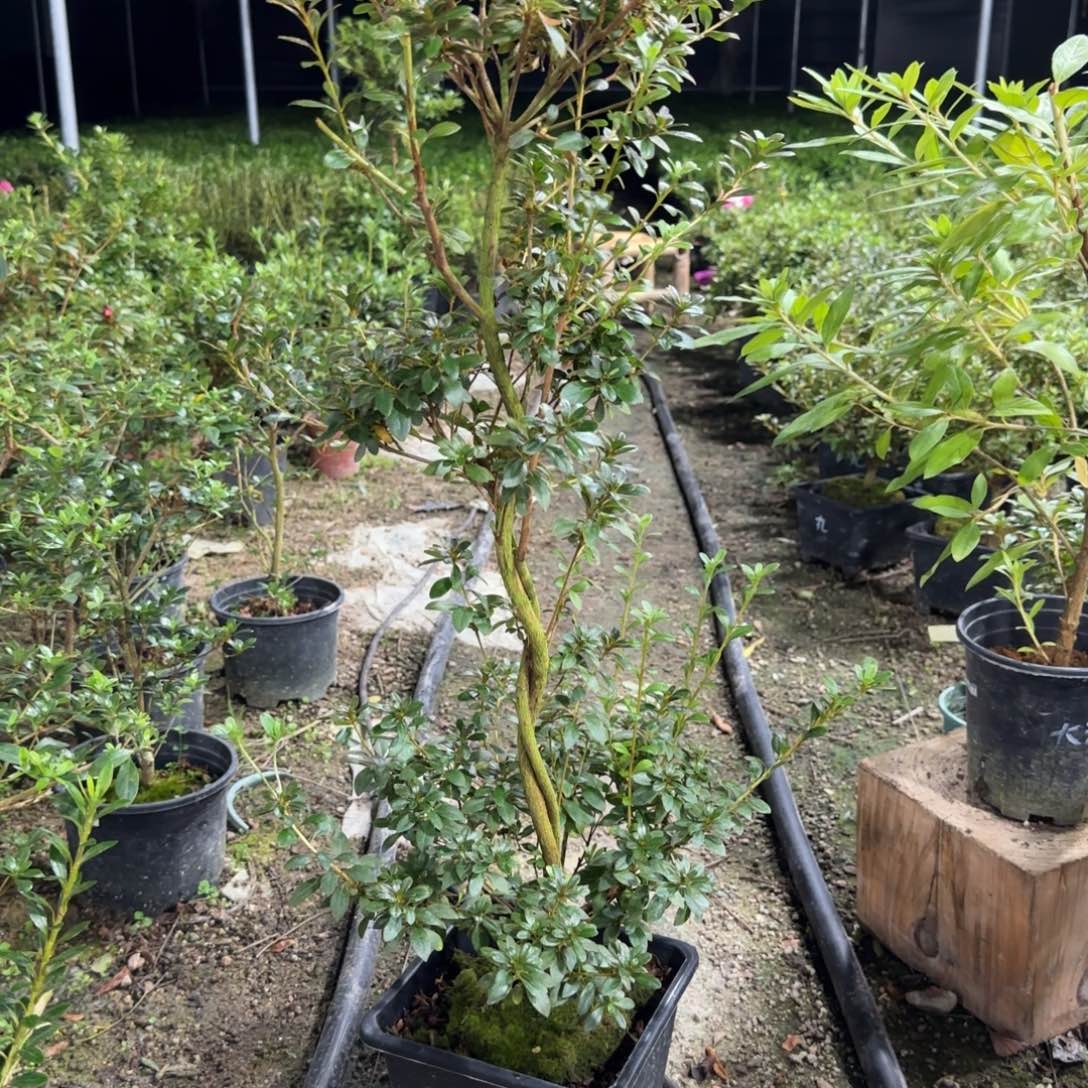 ㅤ***掂完全开放深山满月杜鹃花杜鹃