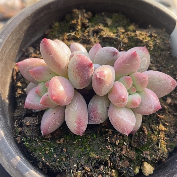 961虞美人多肉植物