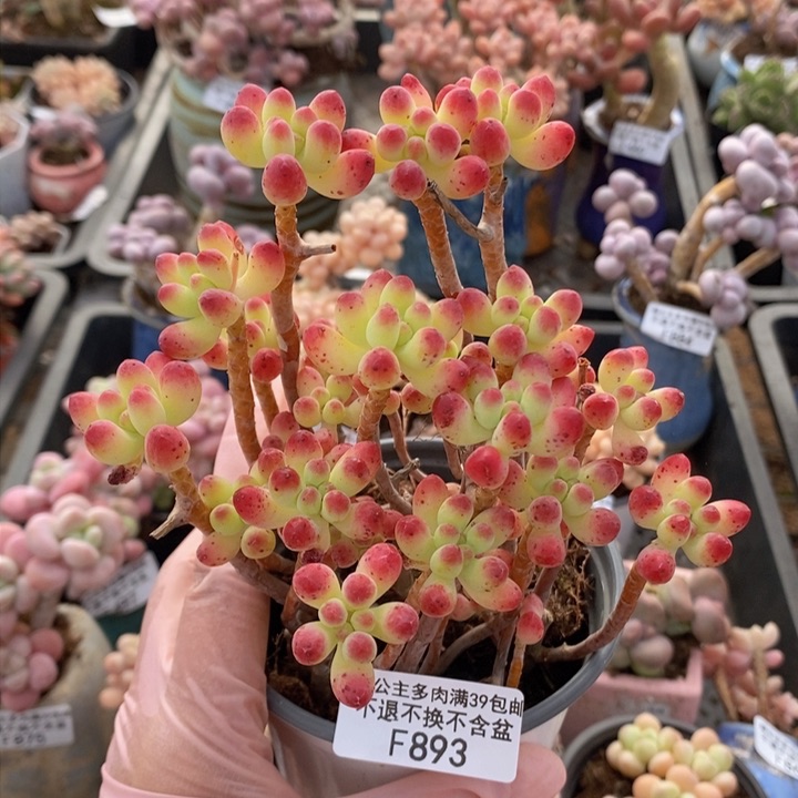 乙女心散拼893多肉植物