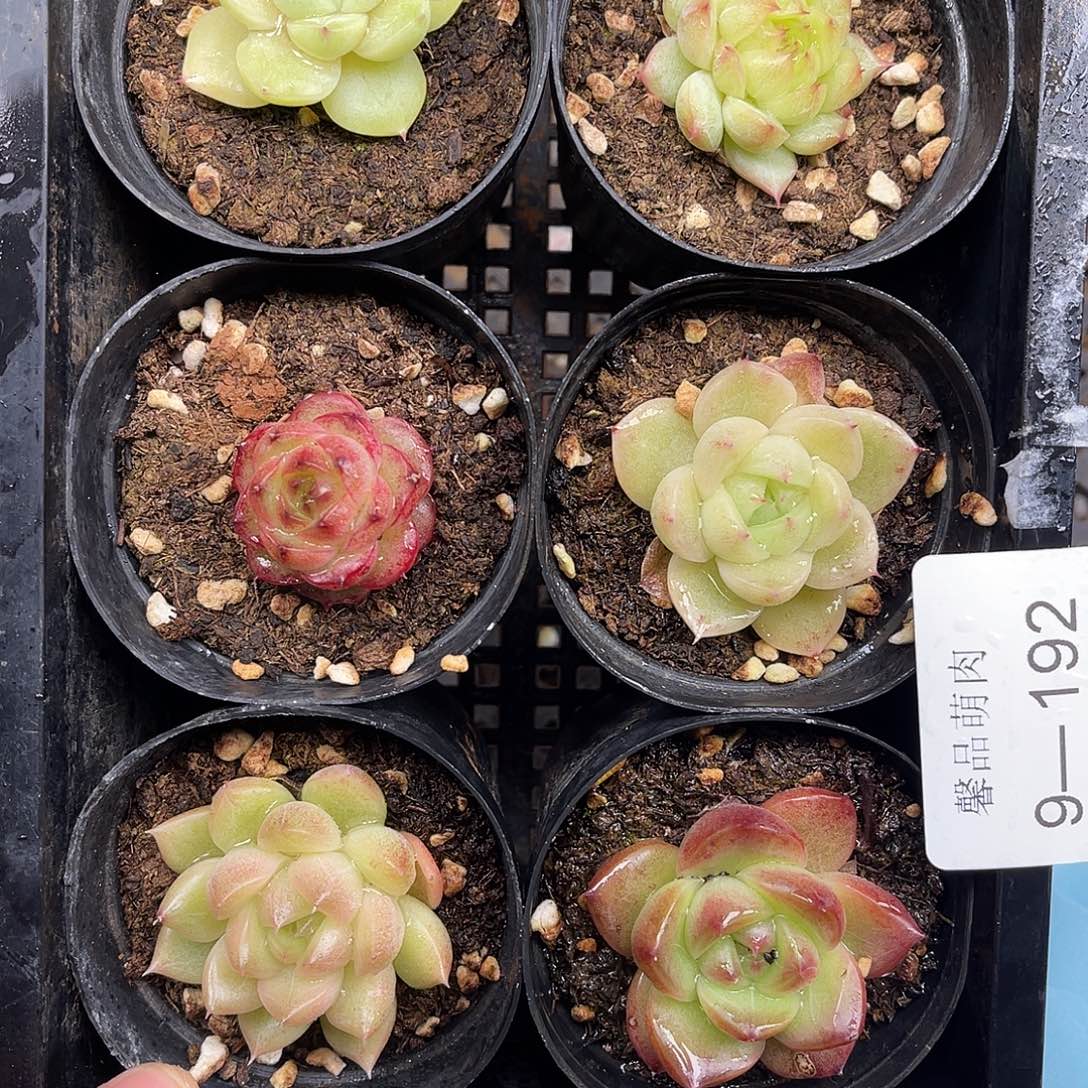 多肉一物一拍9-192