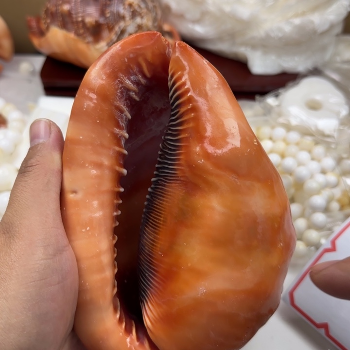 用***9贝壳摆件万宝原料16号