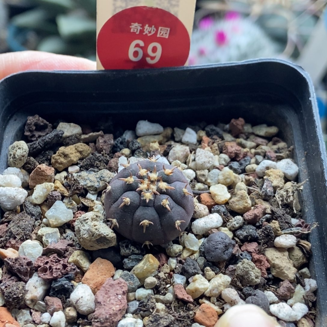 实生短豪刺猫爪一棵