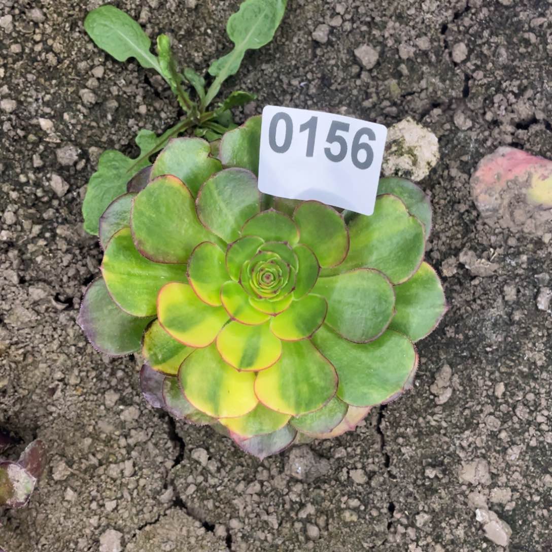 156号万圣节七彩实生根