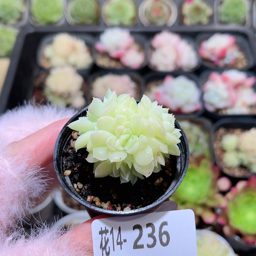 花利美14-236麦秆